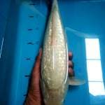 Soragoi ginrin 37cm