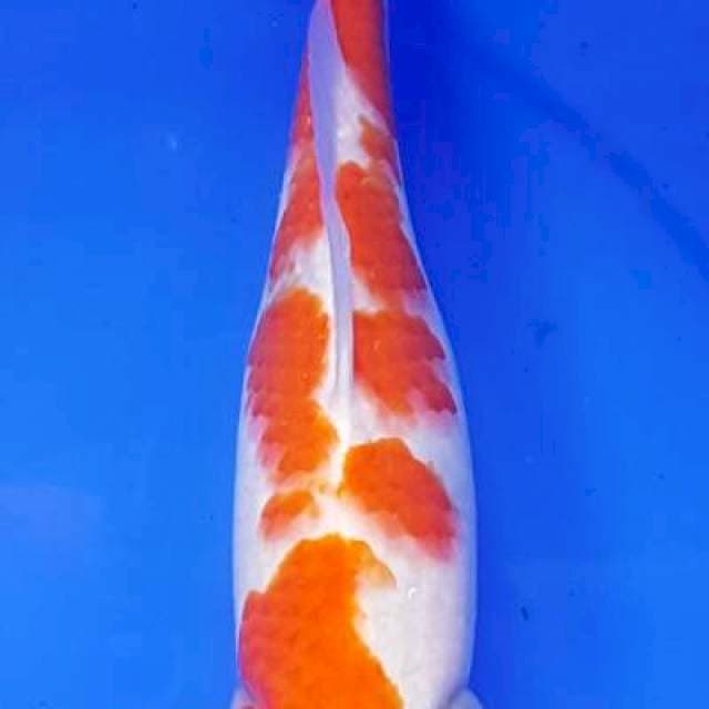 Kohaku