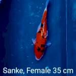 Sanke, female 35 cm