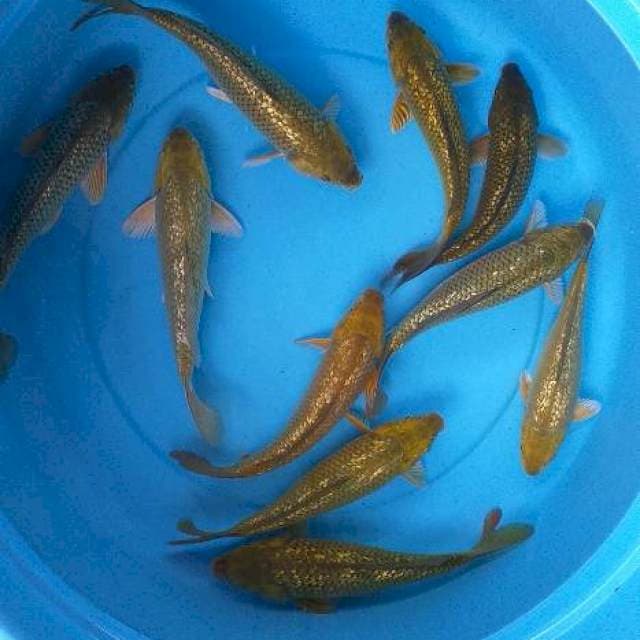 Mix caghoi midhori ginrin 10 ekor body munuk
