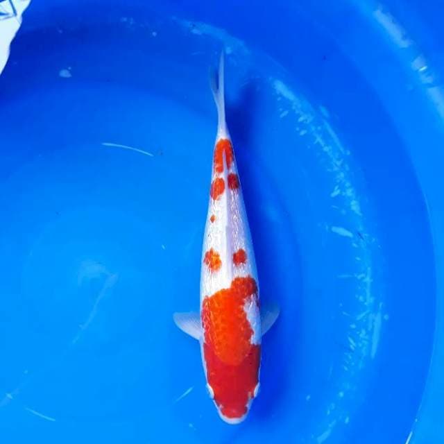 Kohaku Ginrin Quality