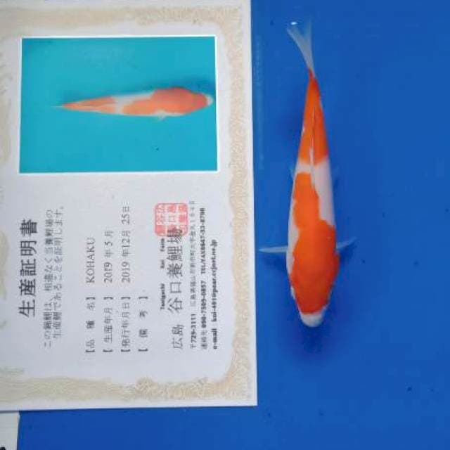 Kohaku new tosai taniguchi