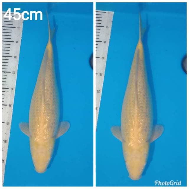 Jumbo karashi ginrin