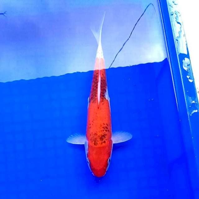 3. Goshiki || 27 cm