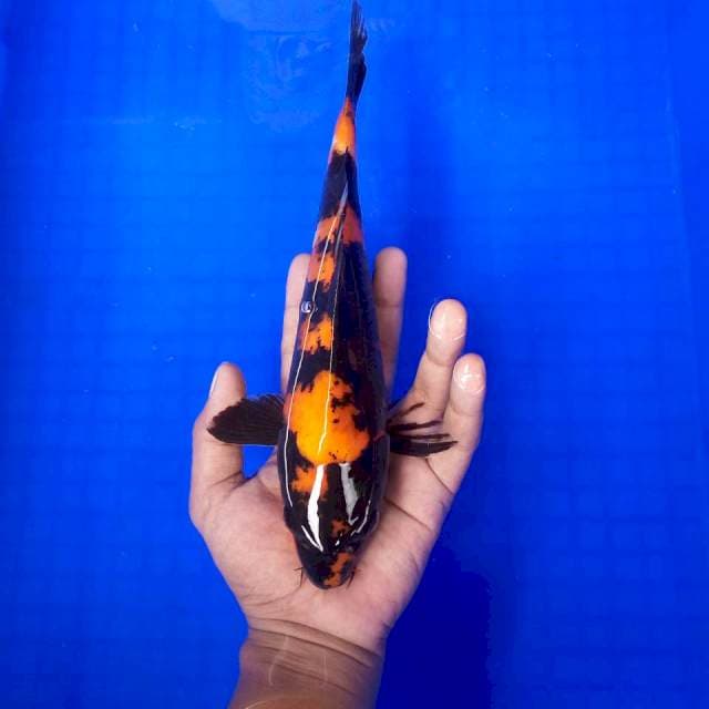 6. Utsuri || 27 cm