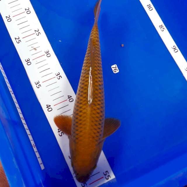 Chagoi male 34cm 