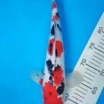 Kohaku High Quality Female 35 Cm FREE ONGKIR & PACKUNG