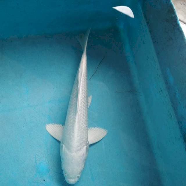 Platinum mulus