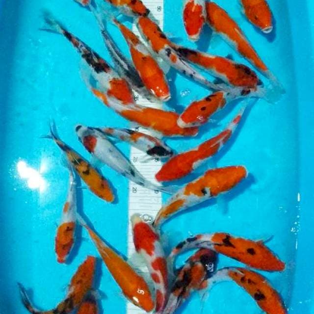Paket 27ekor 17-24cm