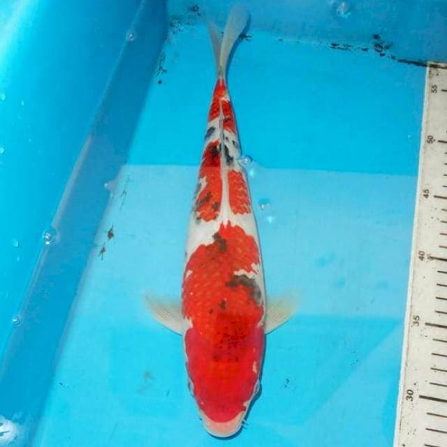 34cm KOROMO SANKE 3step