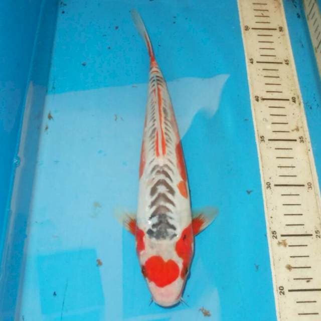 32CM TANCHO SHUSUI