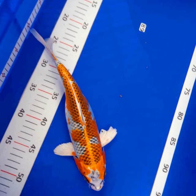 Kojaku strong 28cm fm