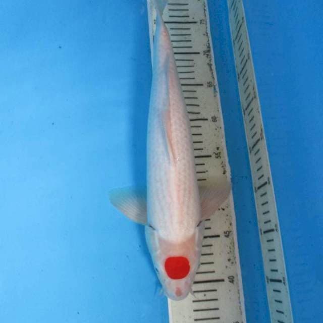 Tanco kohaku40cm (male)