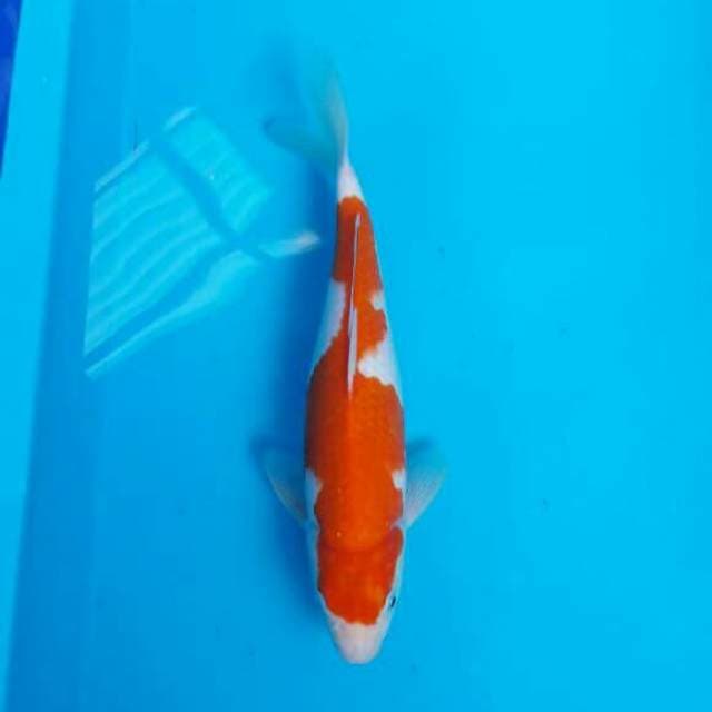KOHAKU INAZUMA MALE