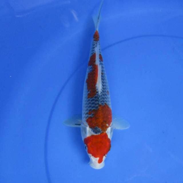 Botan29cm