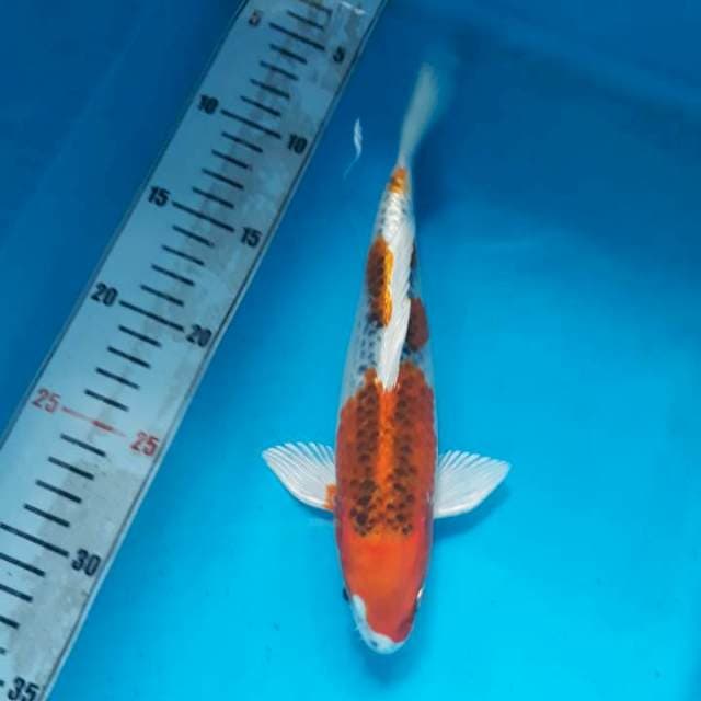 Kpjaku 22cm