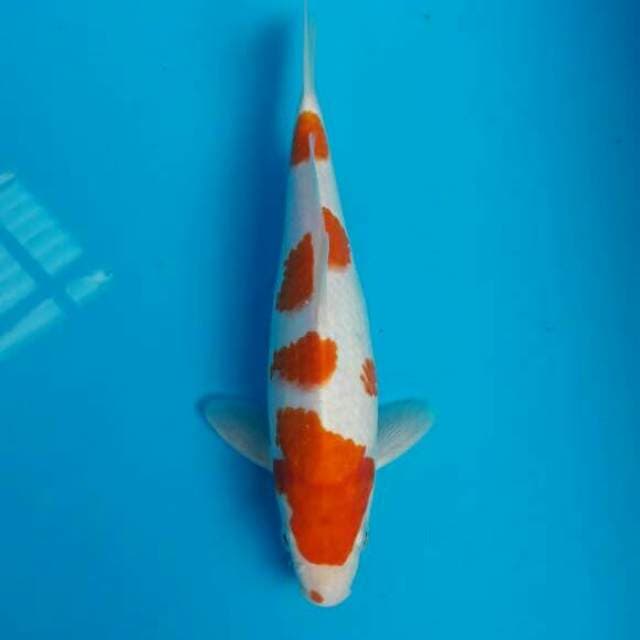 KOHAKU MALE