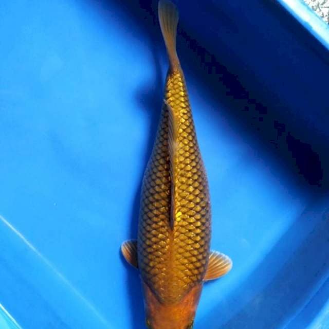 Bulky Ginrin Midorigoi 32cm