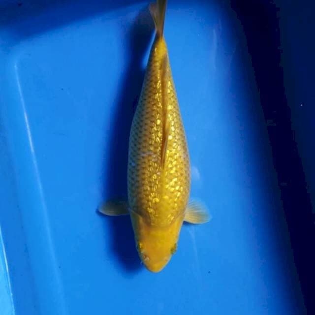 Bulky Ginrin karashi 28cm