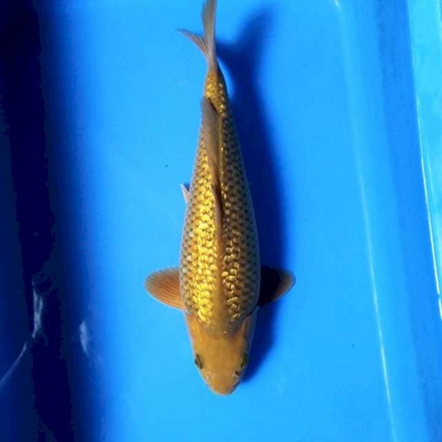 Bulky Ginrin Midorigoi 29cm