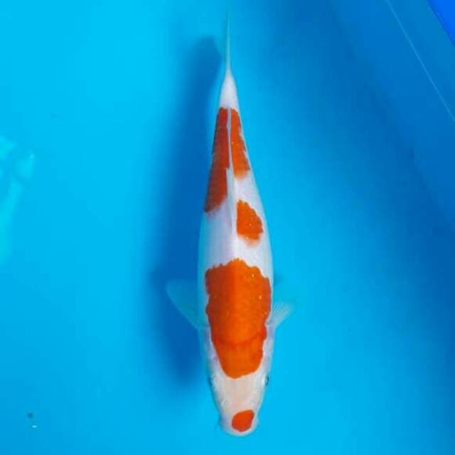 KOHAKU KUCIBENI 