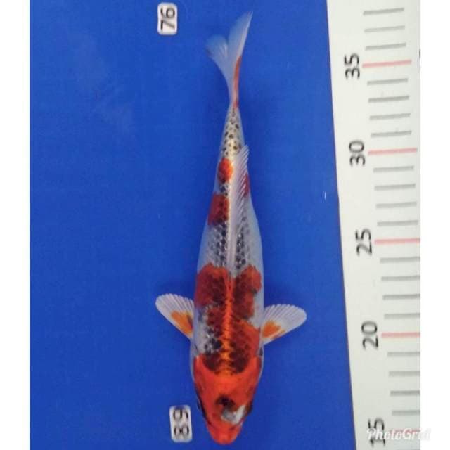 Kojaku sterong
