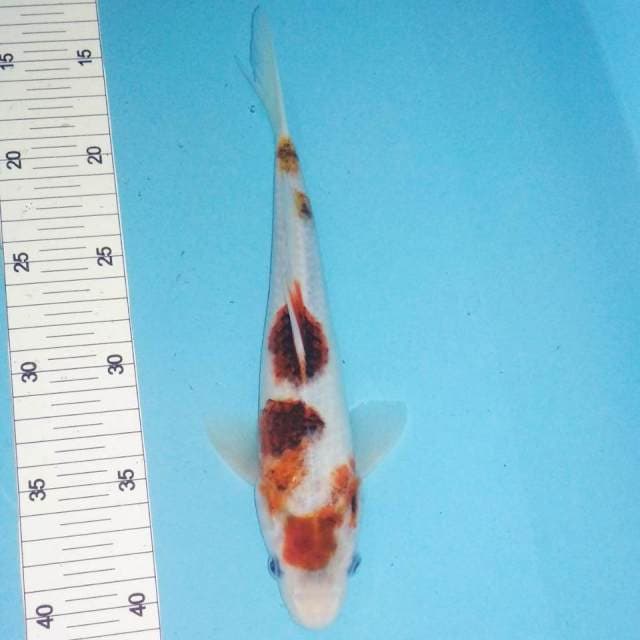 Goromo 26cm