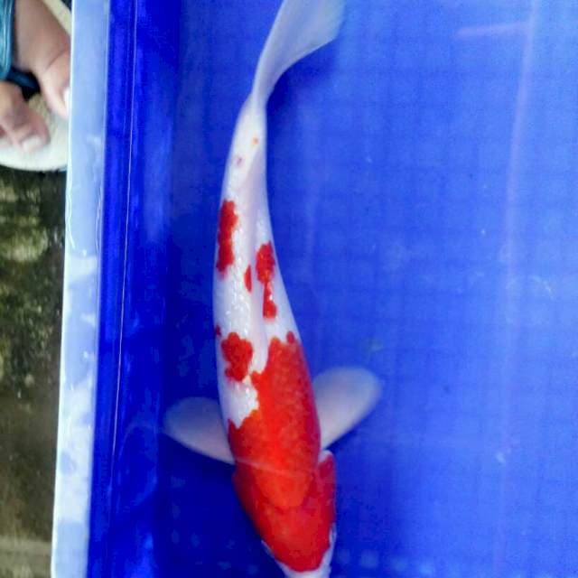 Super Red kohaku ginrin 33cm