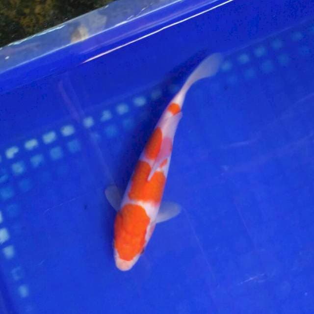 HQ kohaku 20cm
