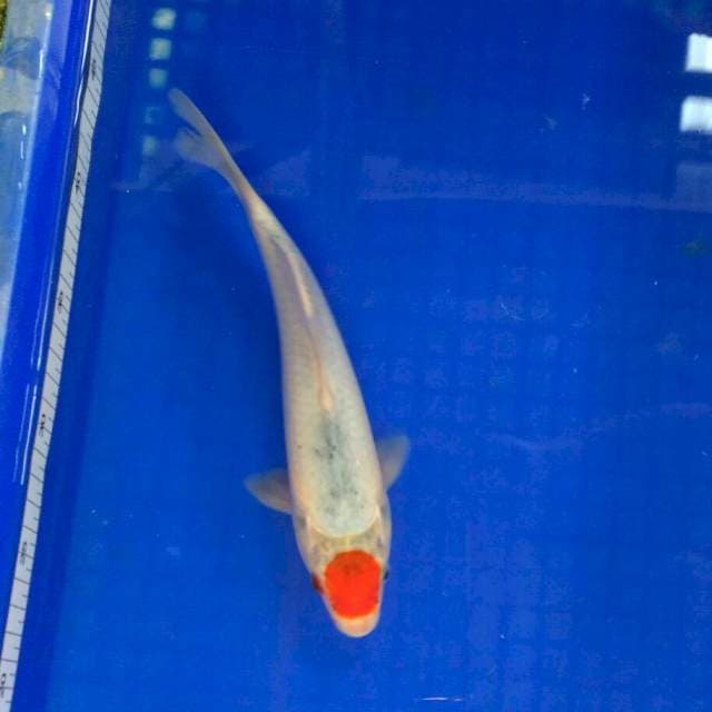 Tancho ghosiki 26cm