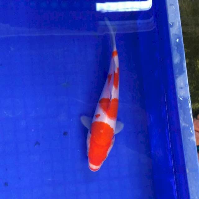 HQ kohaku 23,5cm
