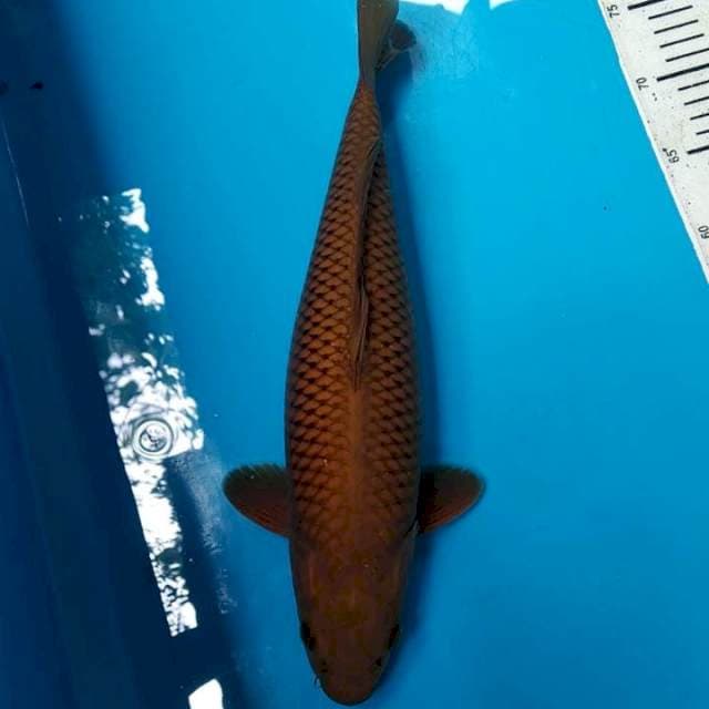 Chagoi 38cm Female