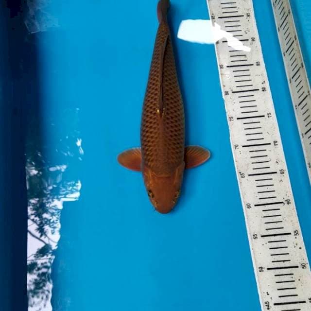 Chagoi 38cm Female