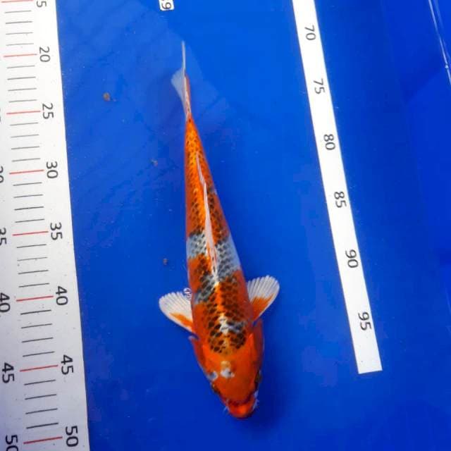 Kojaku 27 cm cndrng male