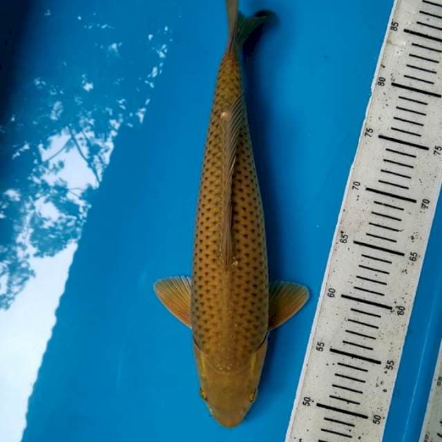 Midori 38cm Male