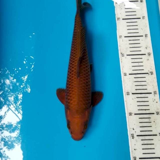 Chagoi 37cm Male
