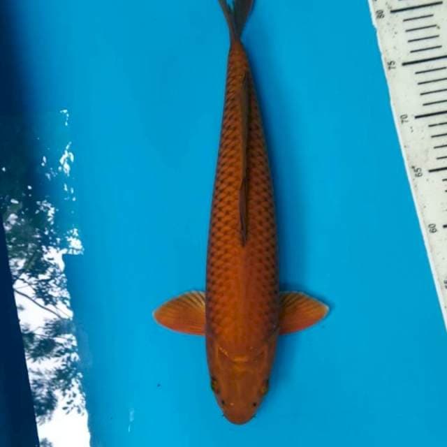Chagoi 36cm Male
