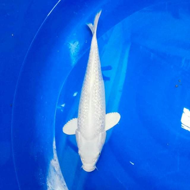 35cm || PLATINUM GINRIN