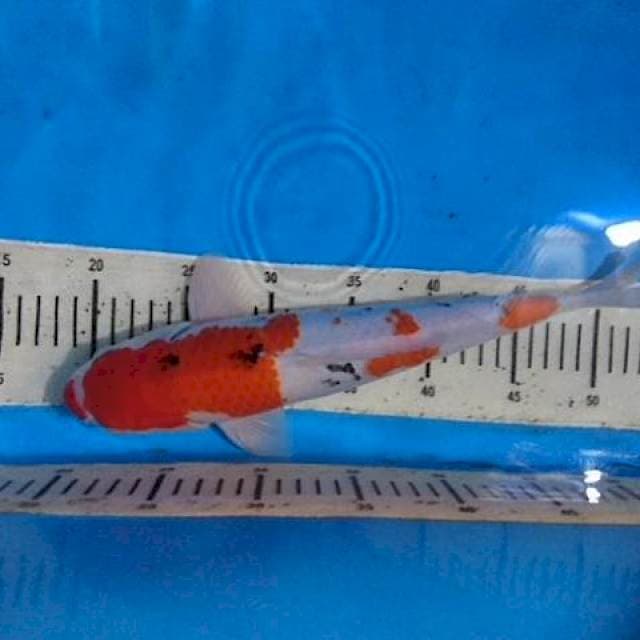 Sanke male 33cm
