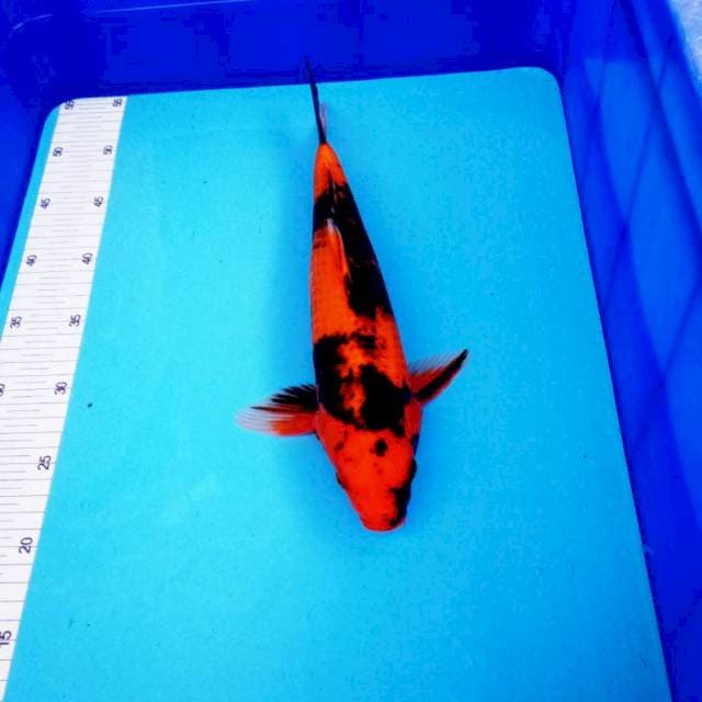 NJK - RED UTSURI