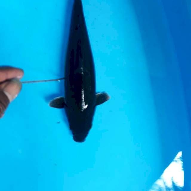 Karasu 32cm fimale