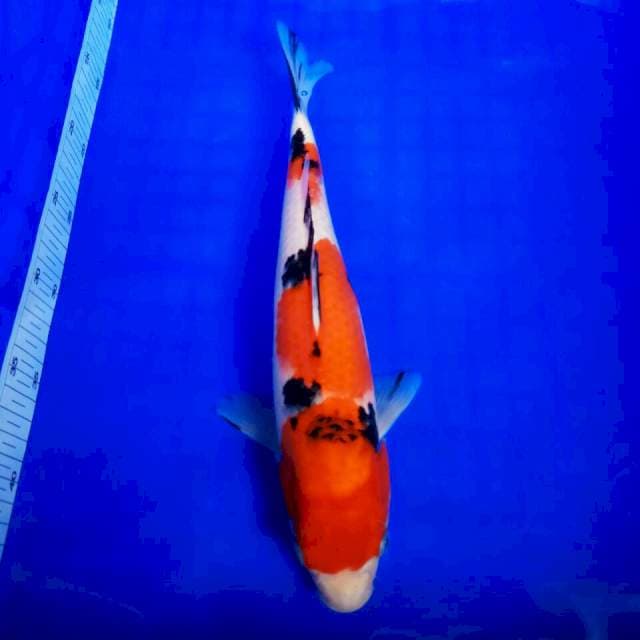 35cm || SANKE PROSPEK CERAH