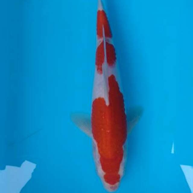 Kohaku