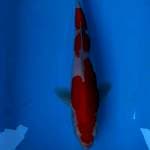 Kohaku 