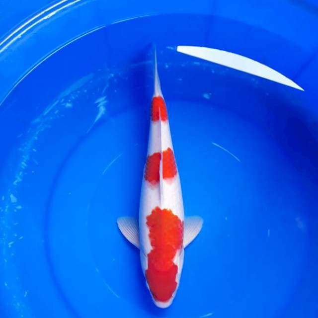 Kohaku