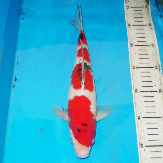 31cm SANKE 4step