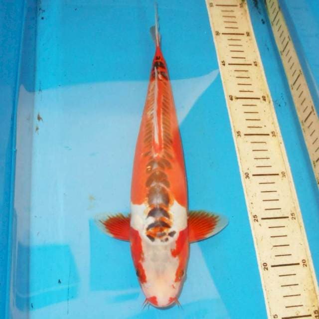 36cm F1 SHUSUI