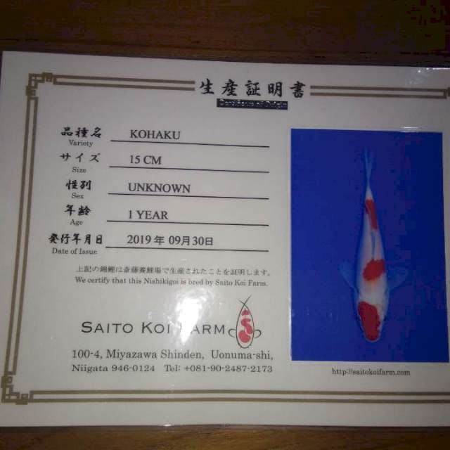 Kohaku (Saito) 15cm.  Import dan Sertifikat