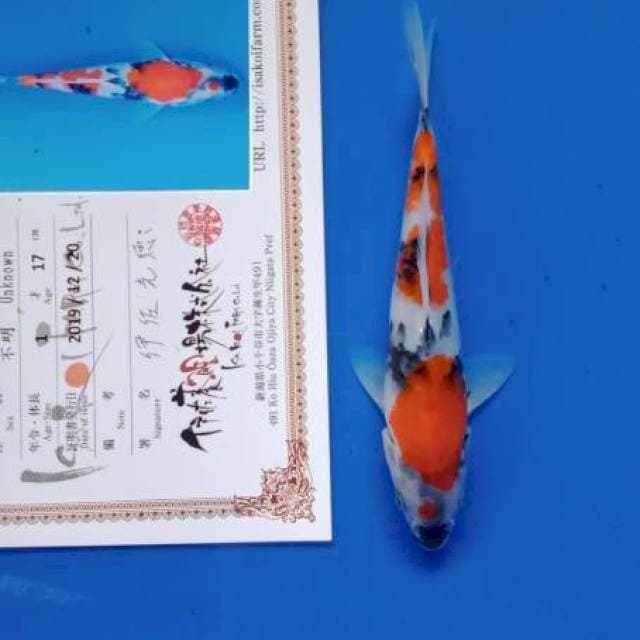 Showa isa tosai new