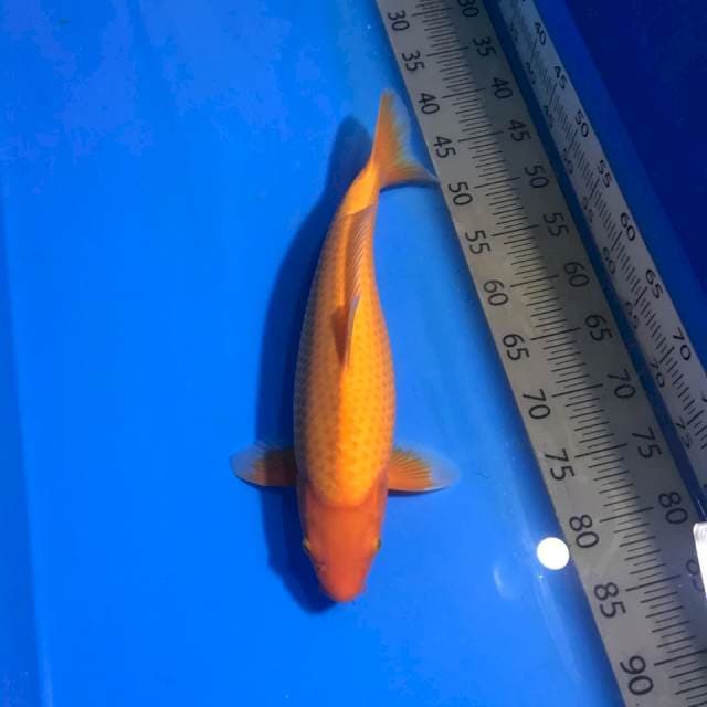 Benigoi F1 Jumbo